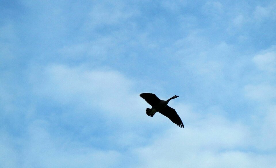 Ontario wings fly