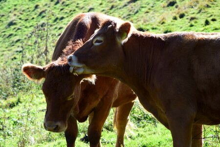 Grass dairy cattle dairy cows photo