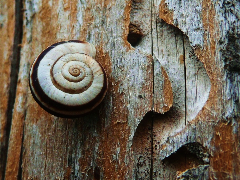 Mollusk woodland animal