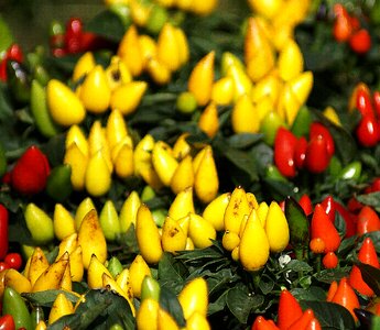 Fruiting a collection of cayenne pepper photo