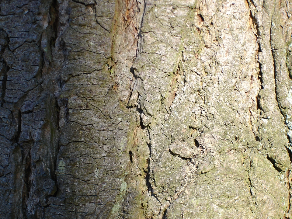 Woods woody brown