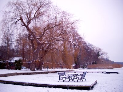 Tree cold snowy