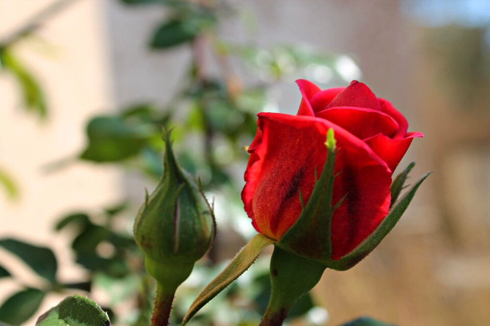 Garden red beautiful