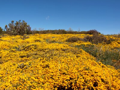 Yellow idyllic