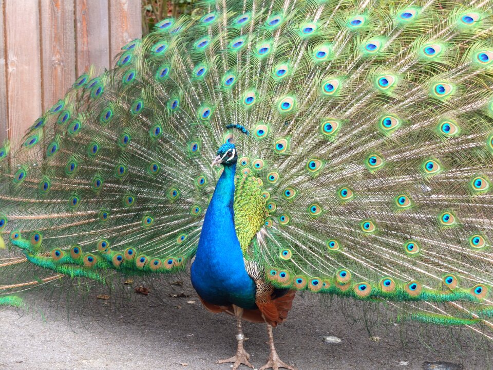 Pride gorgeous animal