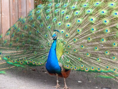 Pride gorgeous animal