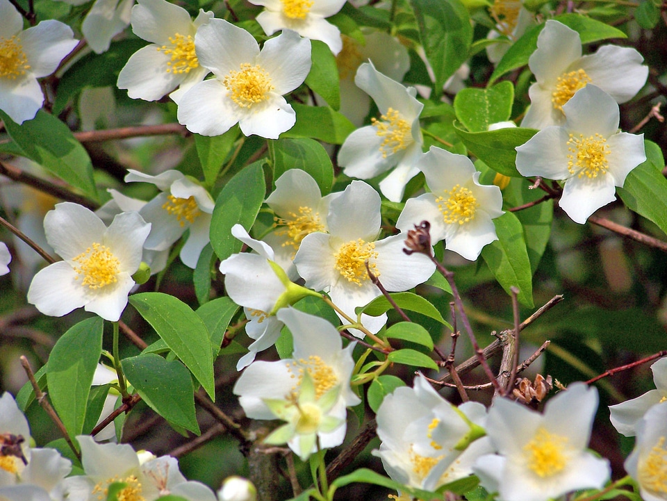 White blossoms spring