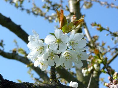 Flowering spring tree photo