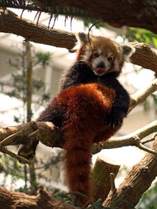 Animal wildlife chinese
