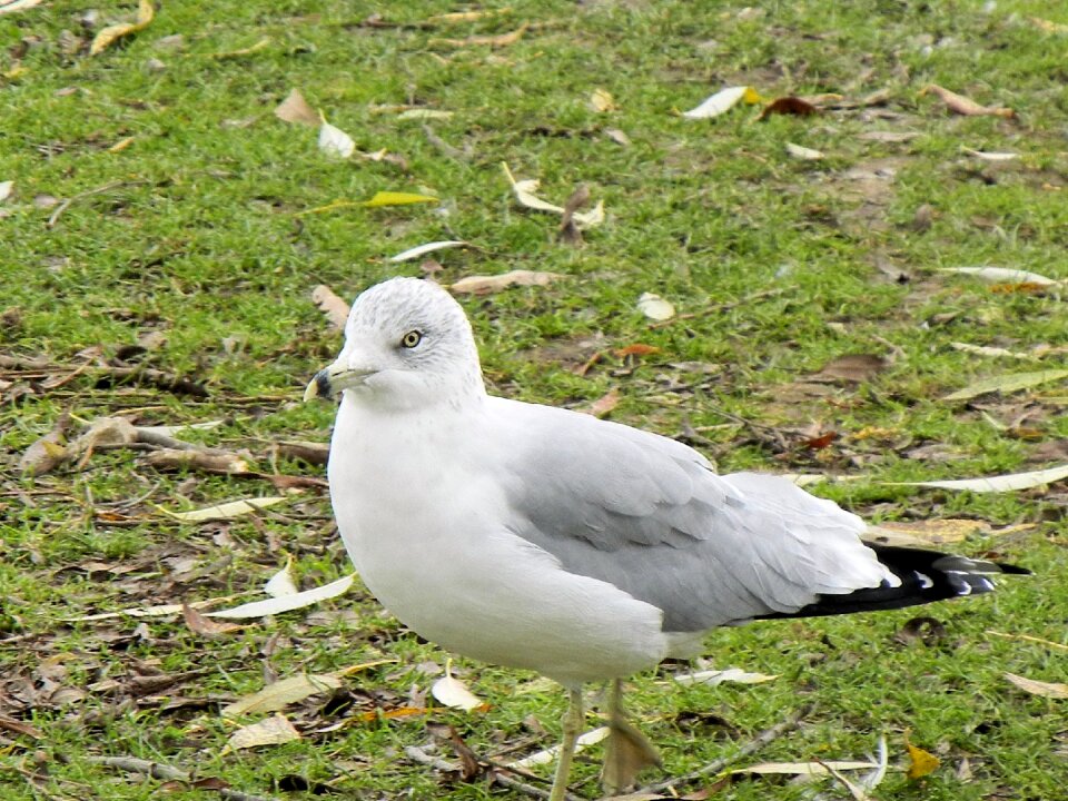 White canada gull