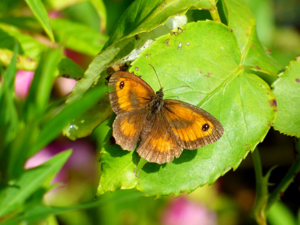 Garden nature bug