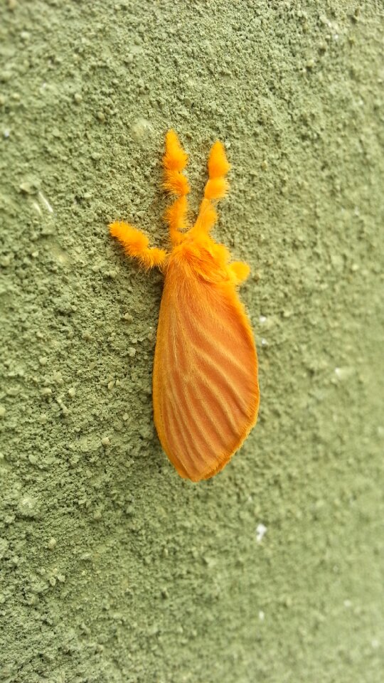 Animal butterfly wings