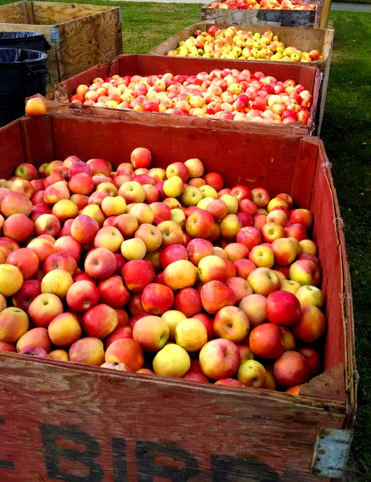 Fresh natural apple