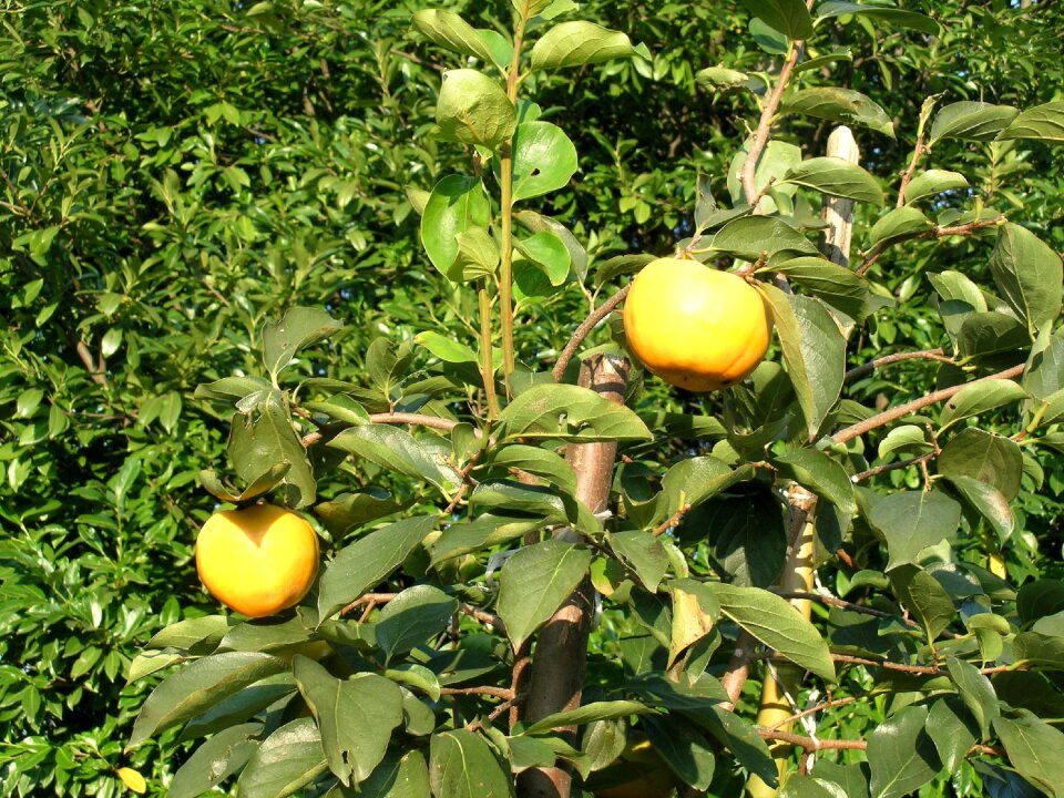 Khaki fruit autumn fruit