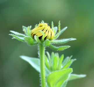 Nature plant garden