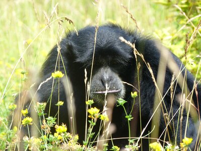 Monkeys zoo mammal photo