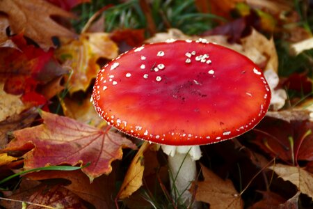 Autumn nature toxic