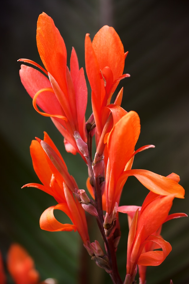 Flower nature petal