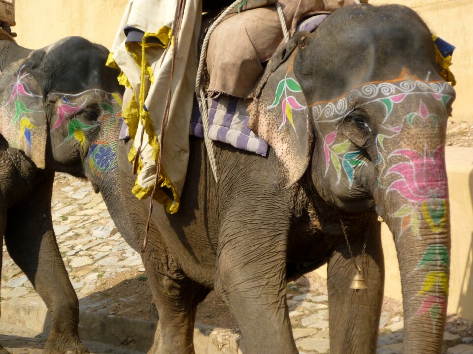 India travel rajasthan