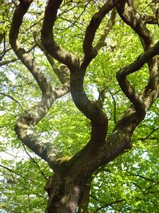 Tree winding green