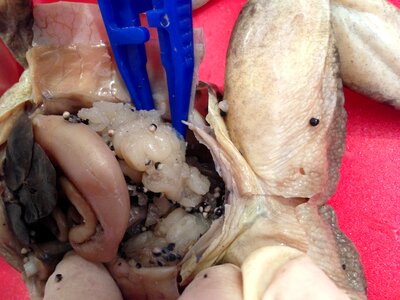 Dissect pregnant scientific