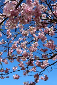 Spring springfeelings spring flower
