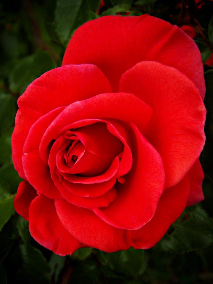 Petals red beautiful