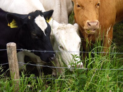 Cows grass whey