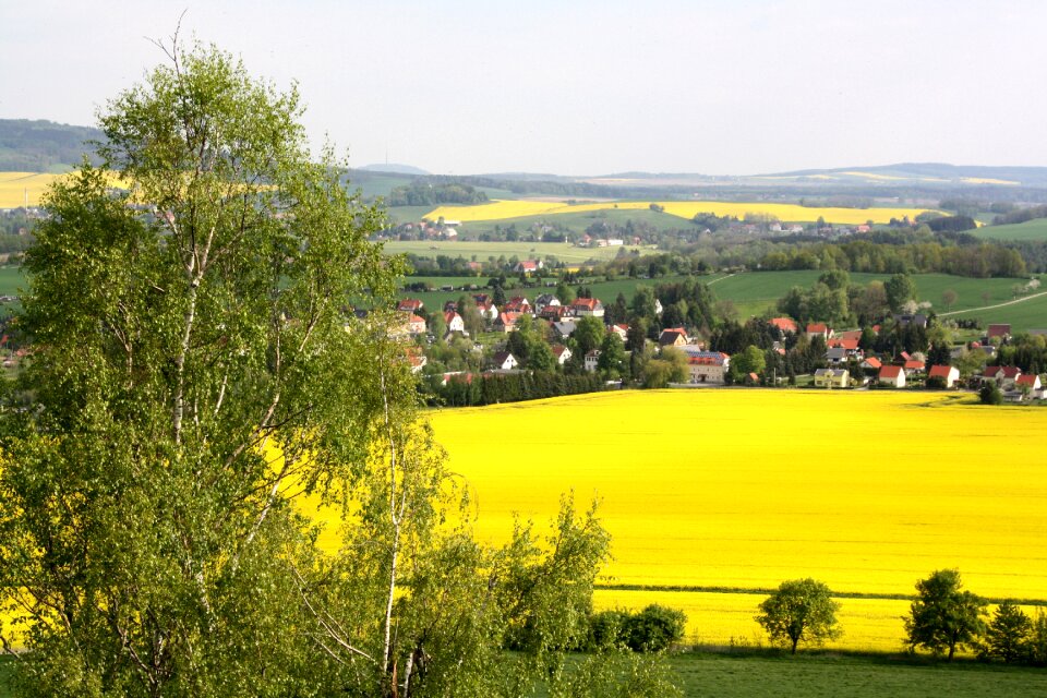 Landscape yellow field of rapeseeds