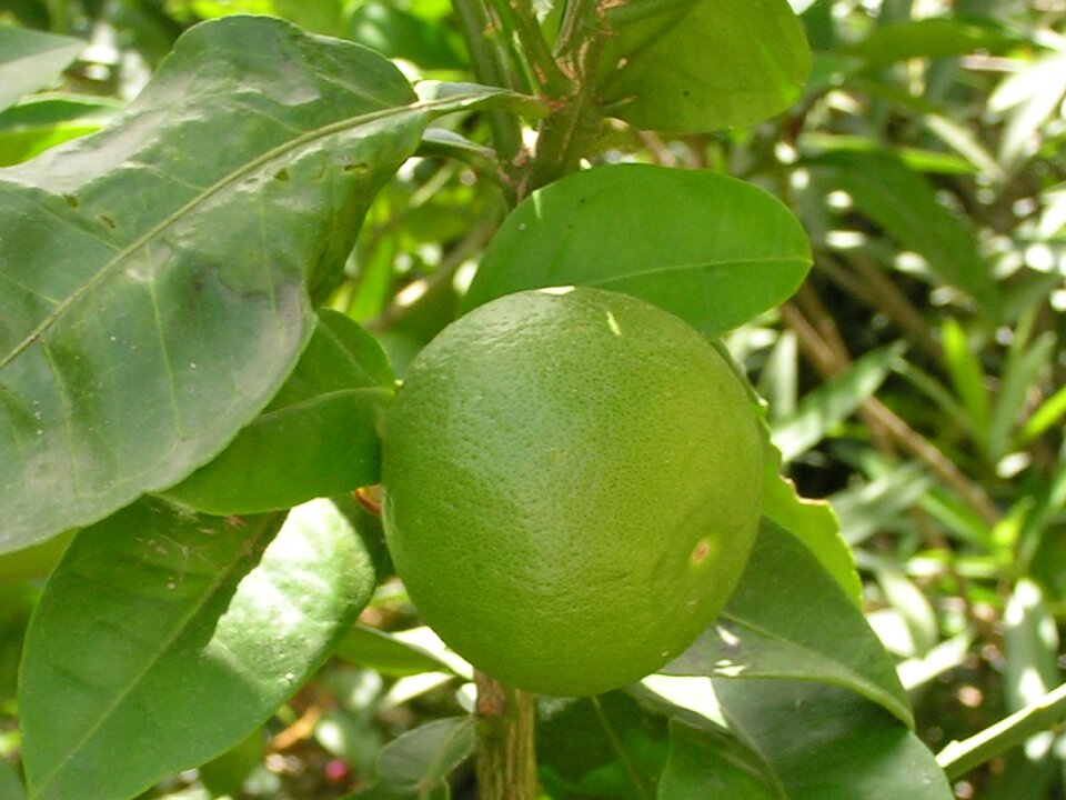 Food citrus fruits vitamins