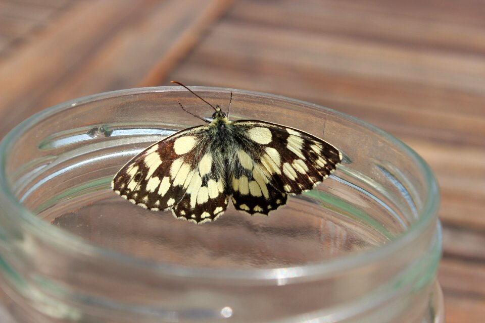 Nature summer insects