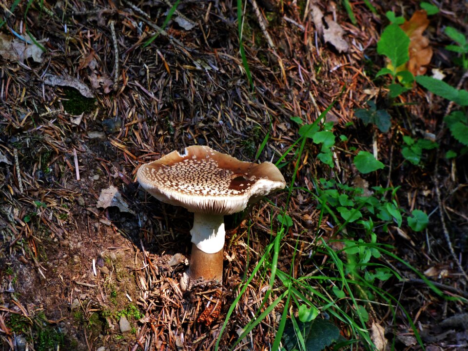Mushroom brown mushroom autumn