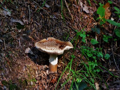 Mushroom brown mushroom autumn photo