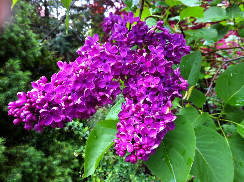 Violet garden flowers