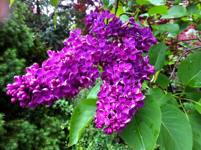 Violet garden flowers