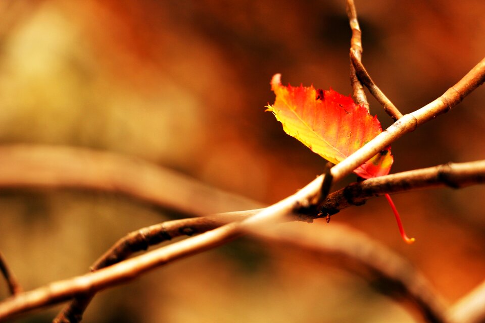 The leaves red maple leaf leaves