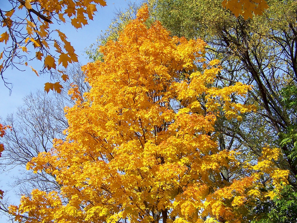 Tree leaves yellow