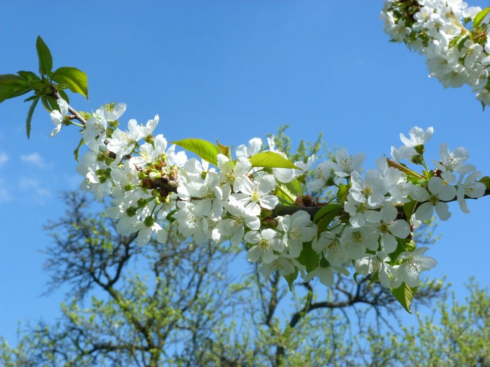 Flower white nature