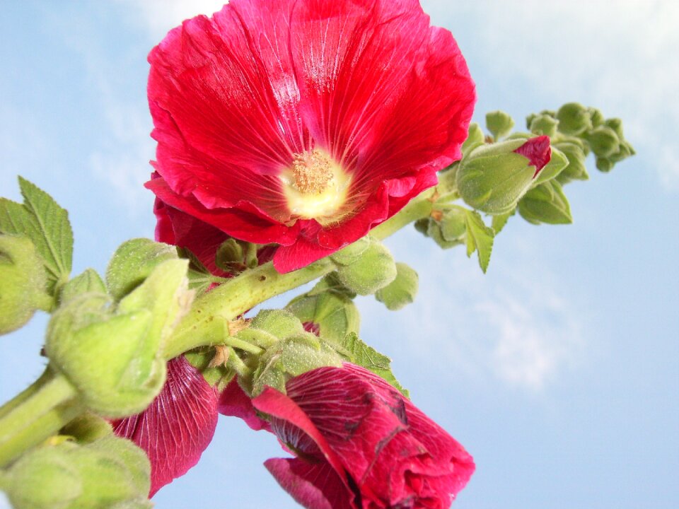 Blue sky button red