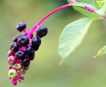 Pokeweed plant toxic