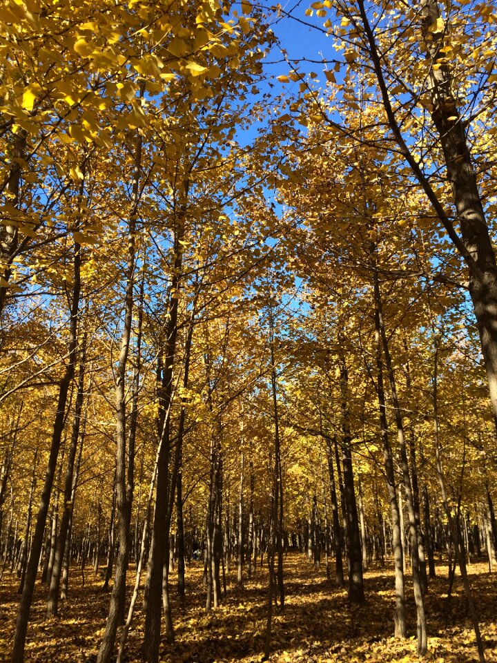 Ginkgo forest yellow leaves autumn