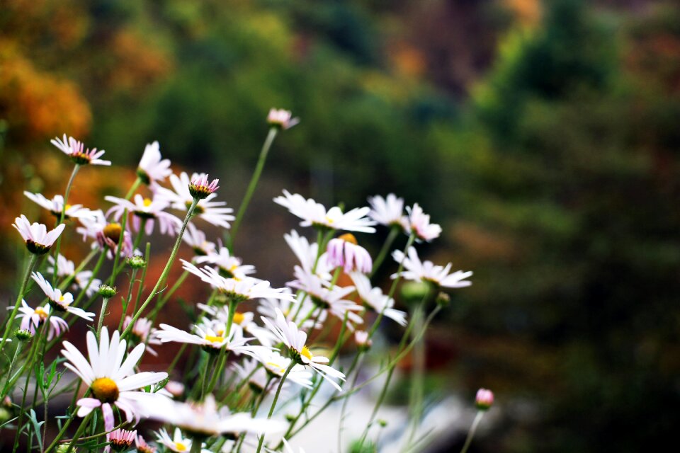 Flowers white flower flower gardens