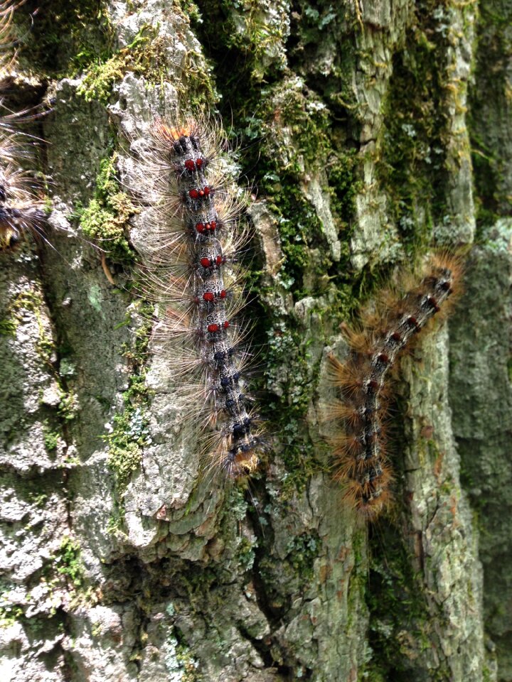 Pest nature wildlife