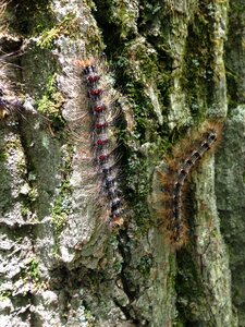 Pest nature wildlife