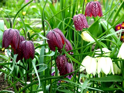 Purple violet fritillaria photo