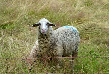 Grass wool sheep's wool