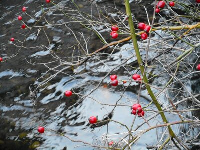 Aesthetic mirroring branch