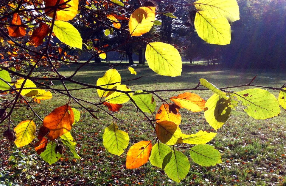 Leaves emerge fall leaves