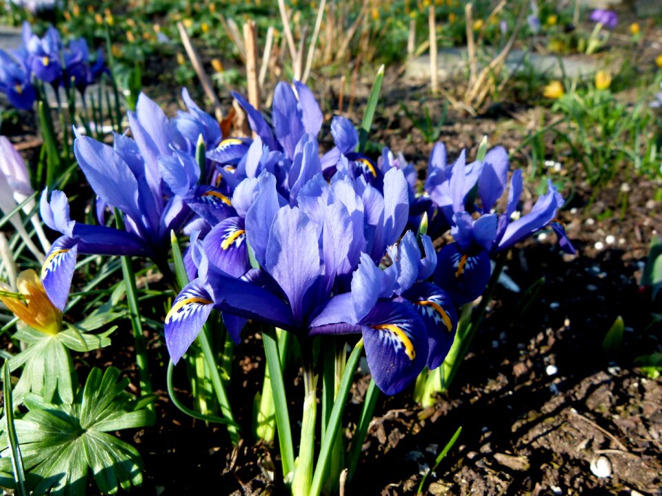 Blue flowers spring