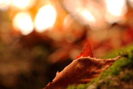 Autumn leaves the leaves leaf